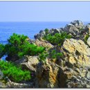 바다와소나무 이미지