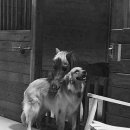 소래동물병원 이미지