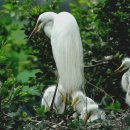 백로서식지 이미지