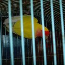 아리랑농장 이미지