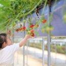 딸기밭 부농 이미지