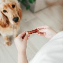 퍼피케어 이미지