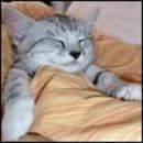 멍멍냐옹 | 멍멍냐옹 동물병원 후기4