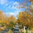 청주가로수길 이미지