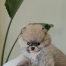 은하수펫샵 | 인천포메라니안 건강한 아이 데려왔어요 ㅎㅎ