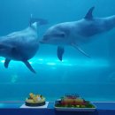 울산광역시남구도시관리공단(장생포고래생태체험관) 이미지