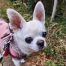 펫홀릭더라이프 이미지