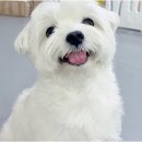 놀루오숑 | 행복한 반려생활의 동반자, 대전애견호텔 서비스 놀루오숑 제대로 소개합니다