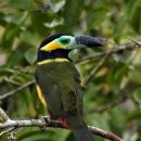 Golden collared Toucanet. 이미지