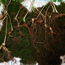지리산서 수십년 묵은 산삼 15뿌리 무더기 발견 이미지