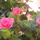 장미찻집 이미지