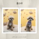 두유네 애견미용실 | 필스타 강남애견미용 말티푸 곰돌이컷으로 완성한 청담동애견미용