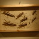 나무물고기 이미지