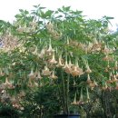 엔젤스 트럼펫(Brugmansia sanguinea) ,재배의 모든것... 이미지