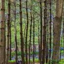 경춘선솔밭길 이미지