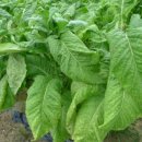 백신2리 이미지