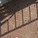 내동어린이공원 | 부산 근교 당일치기 벚꽃명소 김해 연지공원 주차장 실시간 개화정보