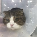 유동물의료센터 이미지