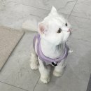 고양이집사 | 광주 고양이미용 무마취 내돈내산 찐후기 (고양이 집사)