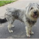 이쁘개 이동미용 이미지