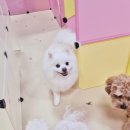 파파퍼피 DOG하우스 이미지