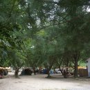 큰나무민박 이미지