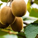 ‘독감 유행주의보’ 발령… 이럴 때 먹으면 좋은 식품 5가지 이미지