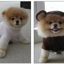 귀여운 강아지 이미지