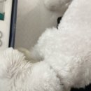 더케어벳 이미지