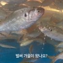 목통집
