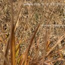 도척면-2 이미지