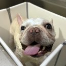 어썸 강아지 호텔 & 목욕 이미지