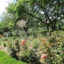 장미정원 이미지