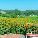 사계절푸른솔태권도 | 노란 황금빛 물결! 서산 하솔마을 해바라기 꽃밭 인생샷 후기 (가는 법/주차장/인근 맛집 5곳 총정리)