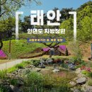 안개꽃정원 | 태안 가볼만한 곳 추천 안면도 지방 정원 개방 방문후기