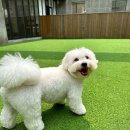 쉐이크테일 강아지 애견 유치원 호텔 미용 이미지