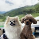 화이트 클라우드 이미지