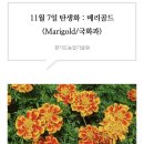 메리골드 이미지