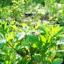 나무향기 이미지