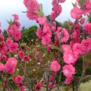 꽃 우리 이미지