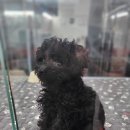 이쁘개 건강하개 이미지