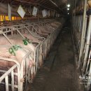 돼지나라돼지한마리 이미지