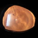 래이동물의료센터 이미지