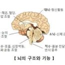 뇌 종류별 과 대처법 이미지