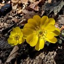 다시 봄 이미지