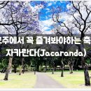 자카란다