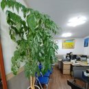 다온 행정사 이미지