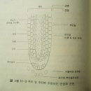 근권 (Rhizosphere) (1 ) 입문 - Ann C. Kennedy - 이미지
