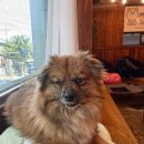 지금여기서행복하개 이미지