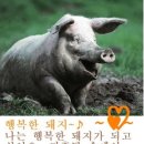 명란젓코난